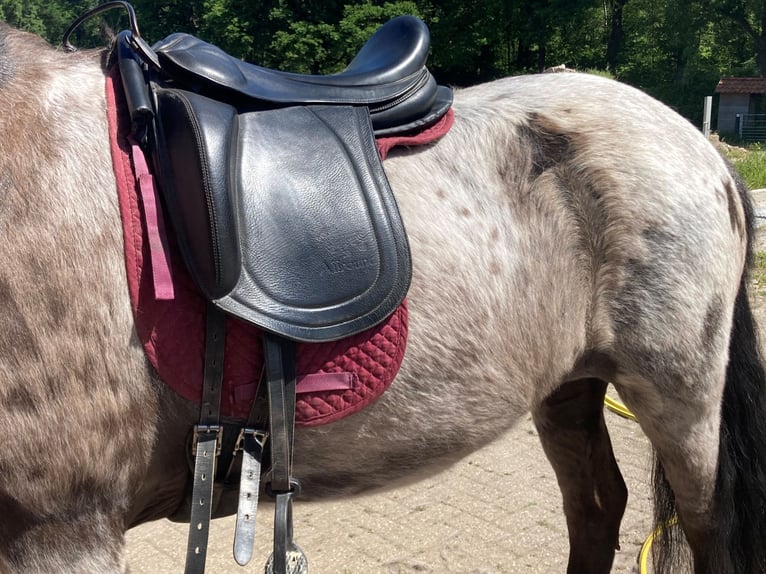 Kuc islandzki Klacz 15 lat 140 cm Karodereszowata in Leuvenheim
