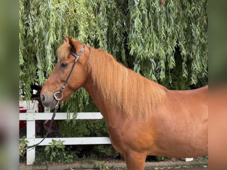 Kuc islandzki Klacz 15 lat 143 cm Kasztanowata in Lochen am See