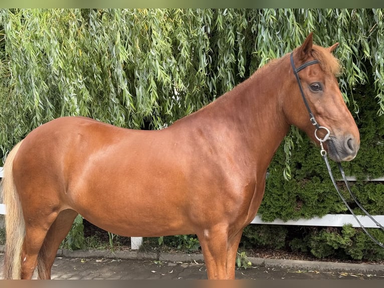 Kuc islandzki Klacz 15 lat 143 cm Kasztanowata in Lochen am See