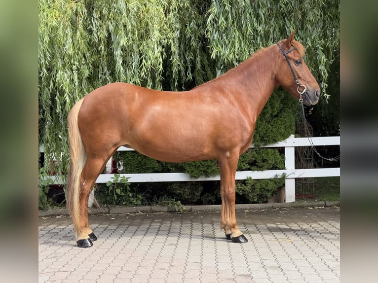 Kuc islandzki Klacz 15 lat 143 cm Kasztanowata in Lochen am See