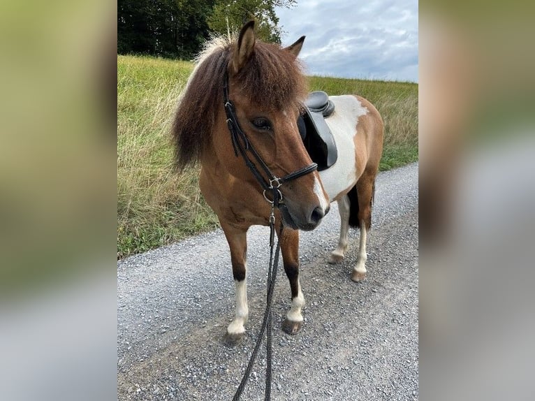 Kuc islandzki Klacz 15 lat Srokata in Kirchleerau-MoosleerauMoosleerau