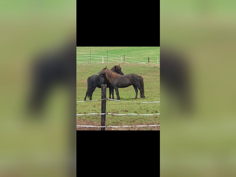 Kuc islandzki Klacz 16 lat 134 cm Skarogniada in Hümmel