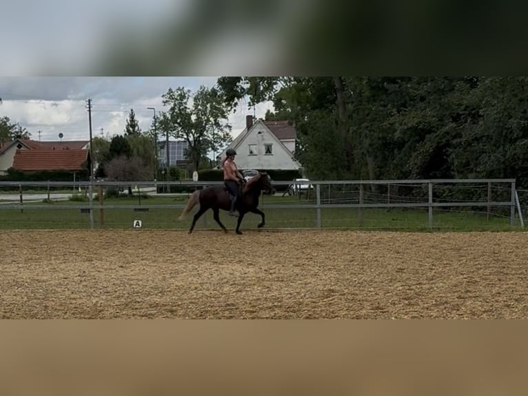 Kuc islandzki Klacz 16 lat 137 cm Kasztanowata in Kissing