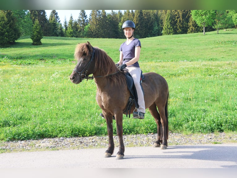 Kuc islandzki Klacz 16 lat 138 cm Kara in Breitnau