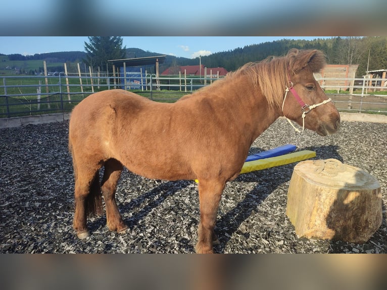 Kuc islandzki Klacz 16 lat 138 cm Kasztanowata in Breitnau
