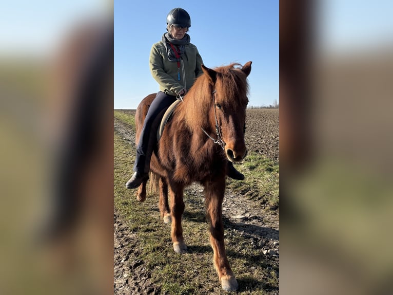 Kuc islandzki Klacz 16 lat 146 cm Kasztanowata in Gleichen