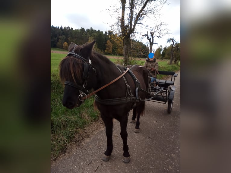 Kuc islandzki Klacz 17 lat 135 cm Kara in Birgland