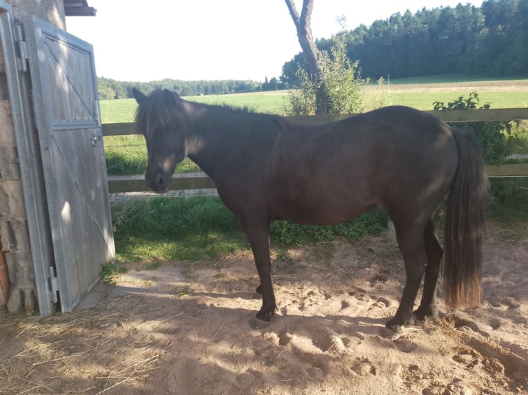 Kuc islandzki Klacz 17 lat 135 cm Kara in Birgland