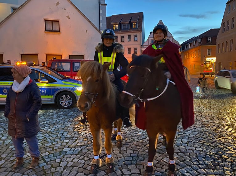 Kuc islandzki Klacz 17 lat 135 cm Kasztanowata in Eisenberg