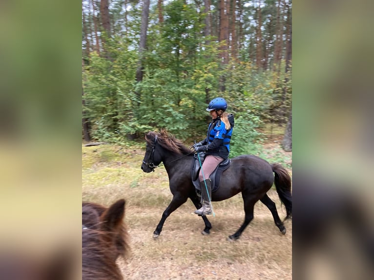 Kuc islandzki Klacz 17 lat 137 cm Skarogniada in Altlandsberg