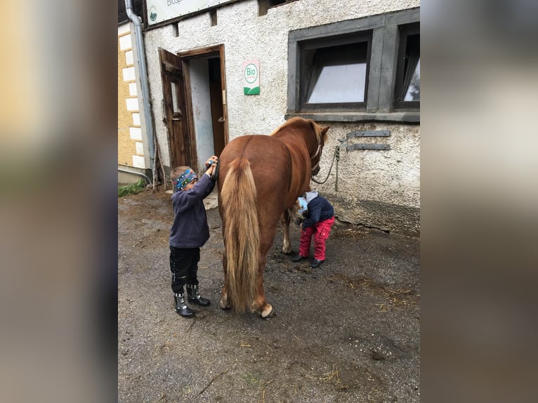 Kuc islandzki Klacz 17 lat 138 cm Kasztanowata in Mariapfarr