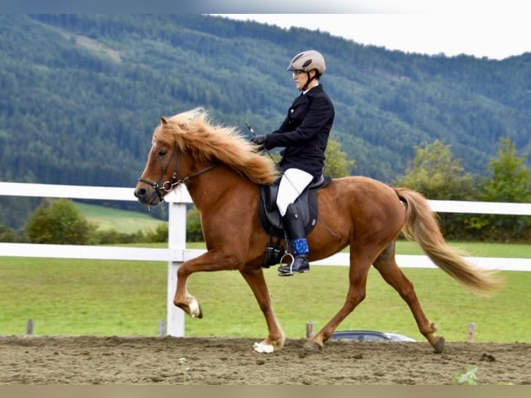 Kuc islandzki Klacz 17 lat 138 cm Kasztanowata in Mariapfarr
