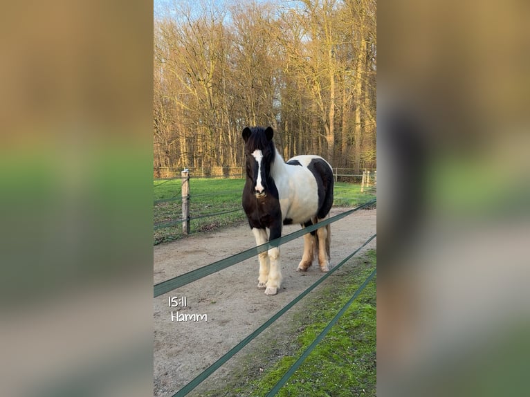 Kuc islandzki Klacz 17 lat 145 cm Srokata in Hamm