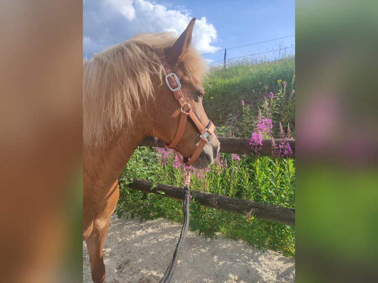 Kuc islandzki Klacz 18 lat 137 cm Kasztanowata in Meschede