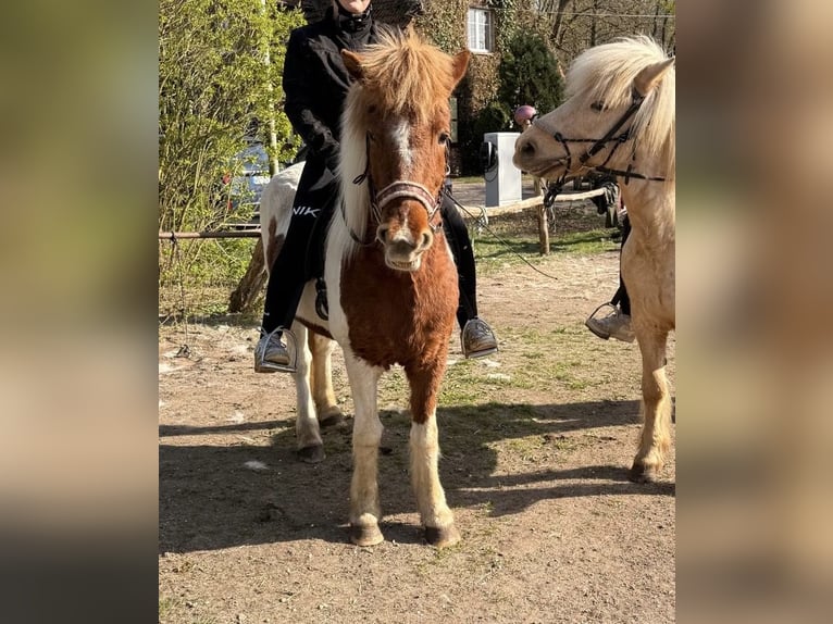Kuc islandzki Klacz 18 lat 140 cm Srokata in SelbitzGräfenhainichen