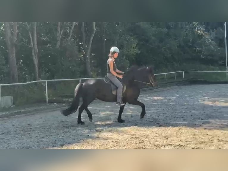 Kuc islandzki Klacz 18 lat 142 cm Kara in Holzgünz