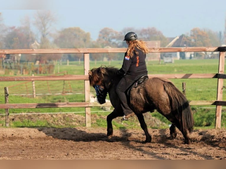 Kuc islandzki Klacz 19 lat 142 cm Formy Brown Falb in De Rijp