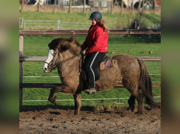 Kuc islandzki Klacz 19 lat 142 cm Formy Brown Falb in De Rijp