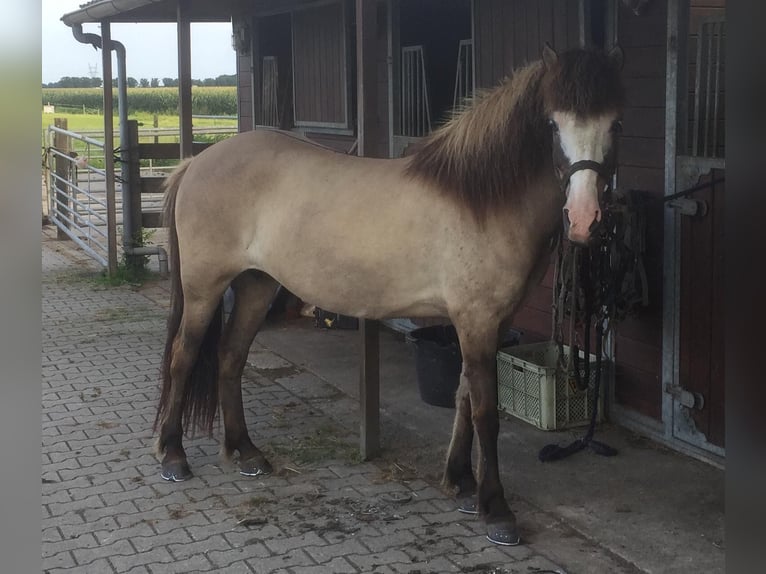 Kuc islandzki Klacz 19 lat 142 cm Formy Brown Falb in De Rijp