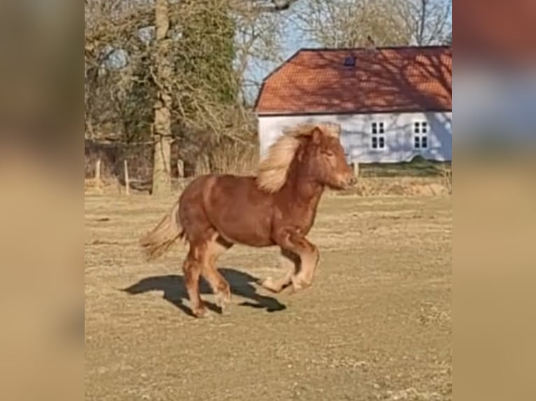Kuc islandzki Klacz 1 Rok 142 cm Kasztanowata in Sankt Peter-Ording