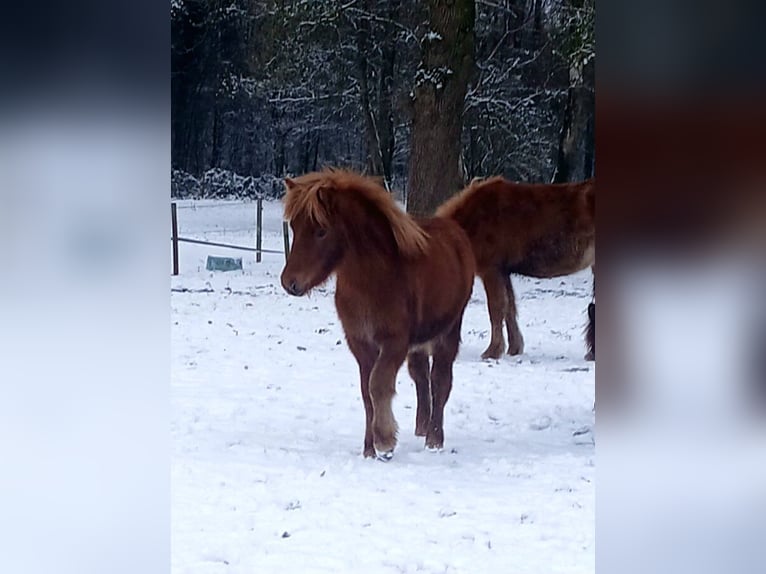 Kuc islandzki Klacz 1 Rok Kasztanowata in Wiemersdorf