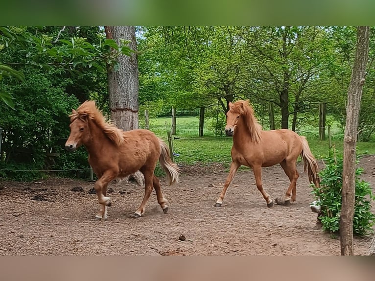 Kuc islandzki Klacz 1 Rok Kasztanowata in Wiemersdorf