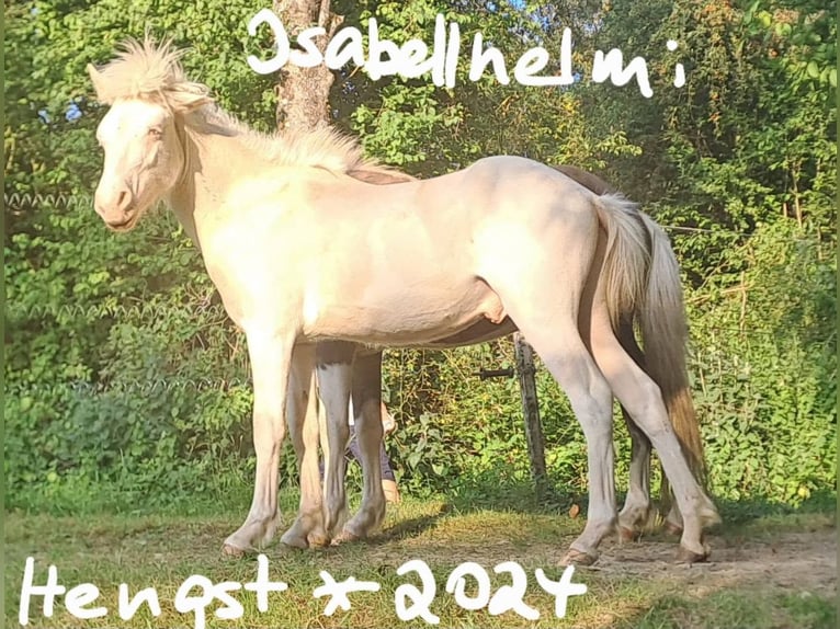Kuc islandzki Klacz 1 Rok  in Tengen