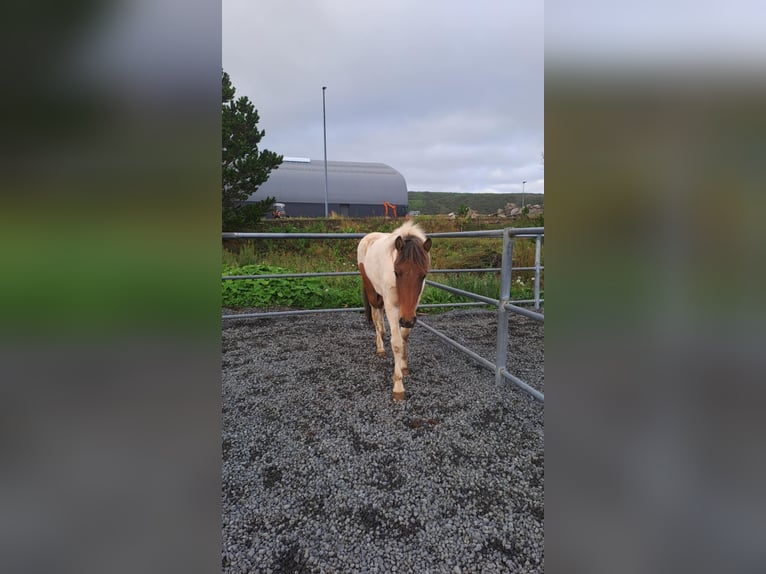 Kuc islandzki Klacz 1 Rok Srokata in Hafnarfj&#xF6;r&#xF0;ur