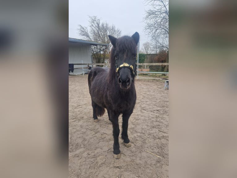 Kuc islandzki Klacz 20 lat 135 cm Kara in Rosenberg