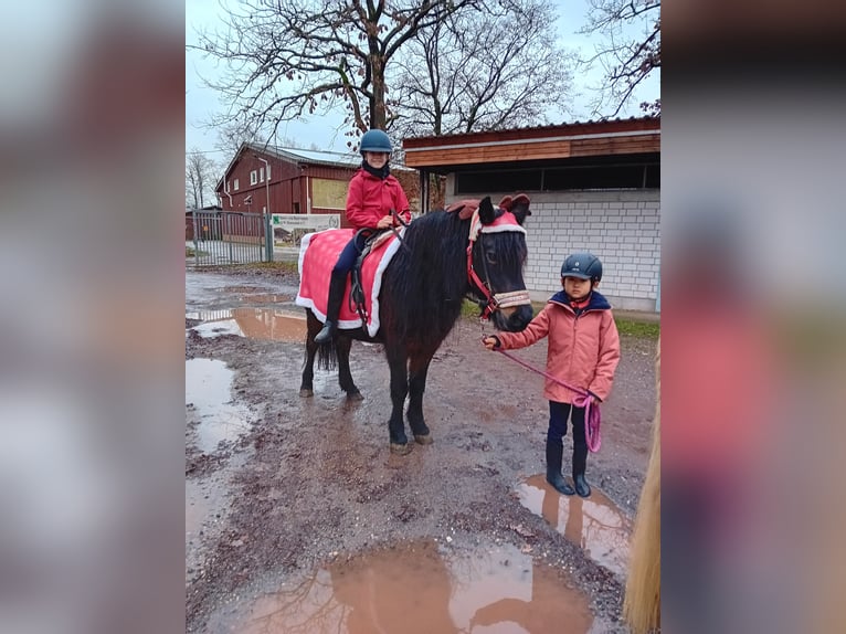 Kuc islandzki Klacz 22 lat 135 cm Ciemnogniada in Kandel