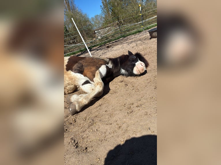 Kuc islandzki Klacz 24 lat 136 cm Srokata in Heusenstamm