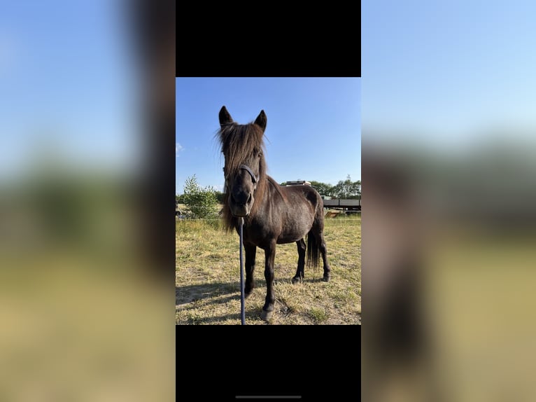 Kuc islandzki Klacz 25 lat 135 cm Kara in Buchholz in der Nordheide