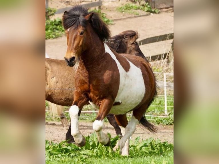 Kuc islandzki Klacz 27 lat 135 cm Srokata in Neumünster