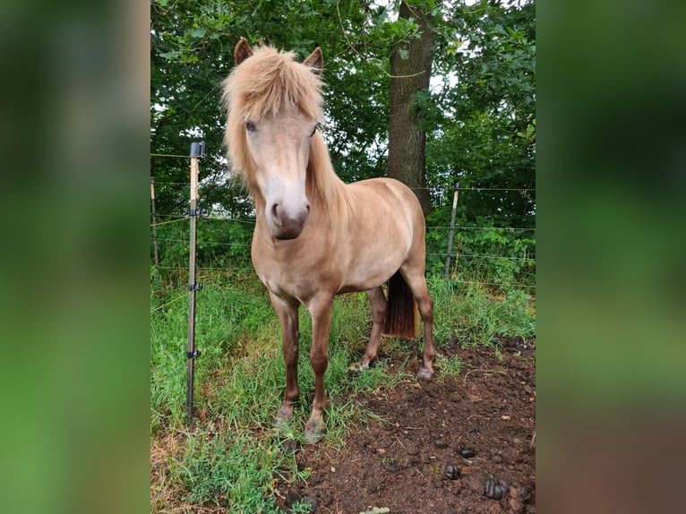 Kuc islandzki Klacz 2 lat 138 cm  in Blunk