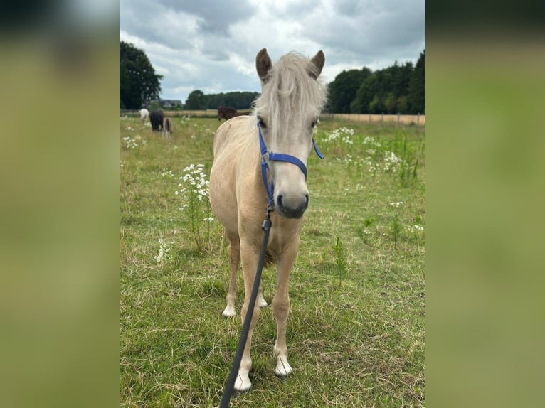 Kuc islandzki Klacz 2 lat 139 cm Izabelowata in Winschoten