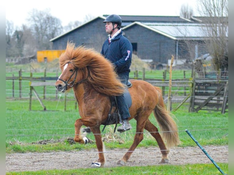 Kuc islandzki Klacz 2 lat 139 cm Izabelowata in Winschoten