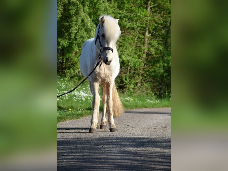 Kuc islandzki Klacz 2 lat 139 cm in Blunk