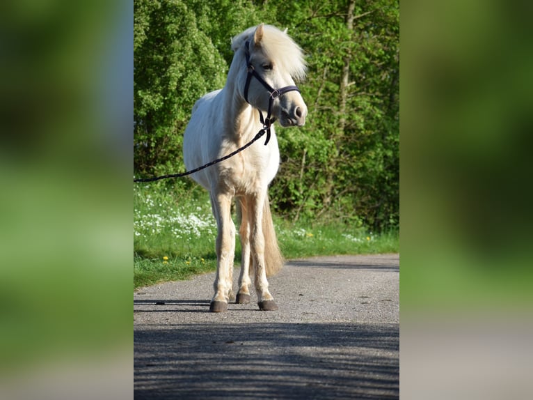 Kuc islandzki Klacz 2 lat 139 cm in Blunk