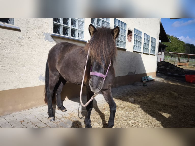 Kuc islandzki Klacz 2 lat 140 cm Kara in Weilmünster