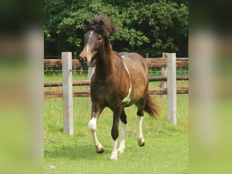 Kuc islandzki Klacz 2 lat 140 cm Srokata in Winterswijk Kotten