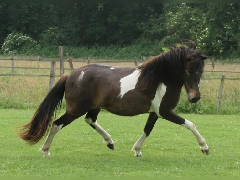 Kuc islandzki Klacz 2 lat 140 cm Srokata in Winterswijk Kotten
