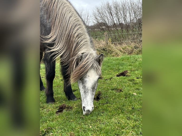 Kuc islandzki Klacz 2 lat 143 cm Karosiwa in Kiel