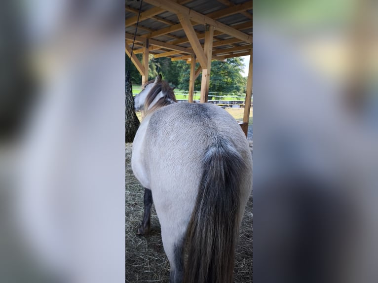 Kuc islandzki Klacz 3 lat 134 cm Jelenia in Weilmünster