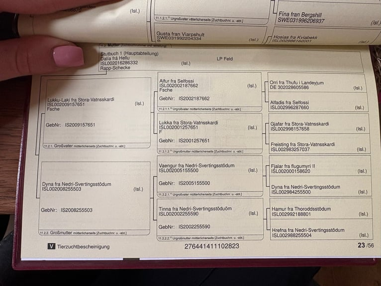 Kuc islandzki Klacz 3 lat 134 cm Srokata in Burgdorf