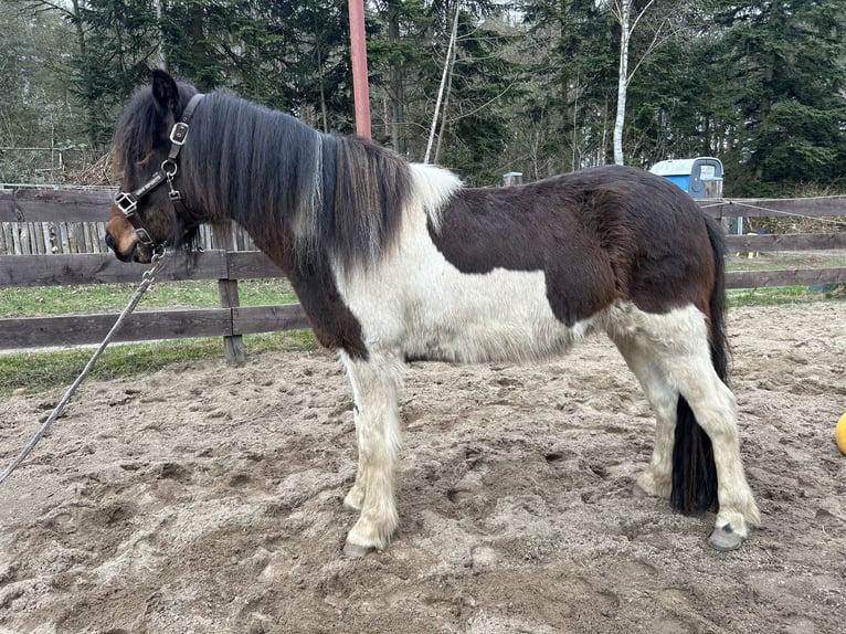 Kuc islandzki Klacz 3 lat 134 cm Srokata in Burgdorf