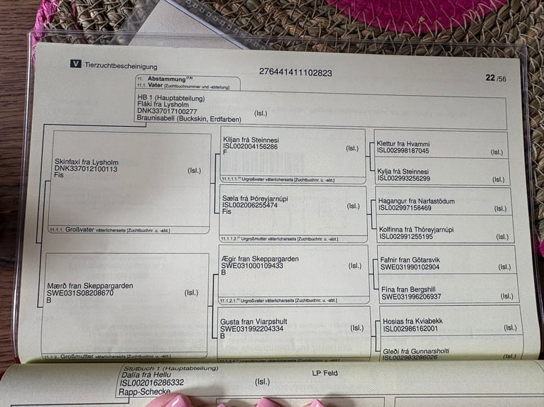 Kuc islandzki Klacz 3 lat 134 cm Srokata in Burgdorf