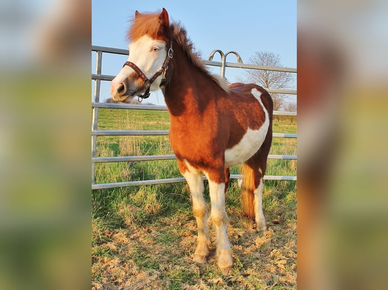 Kuc islandzki Klacz 3 lat 138 cm Biała in Saarland