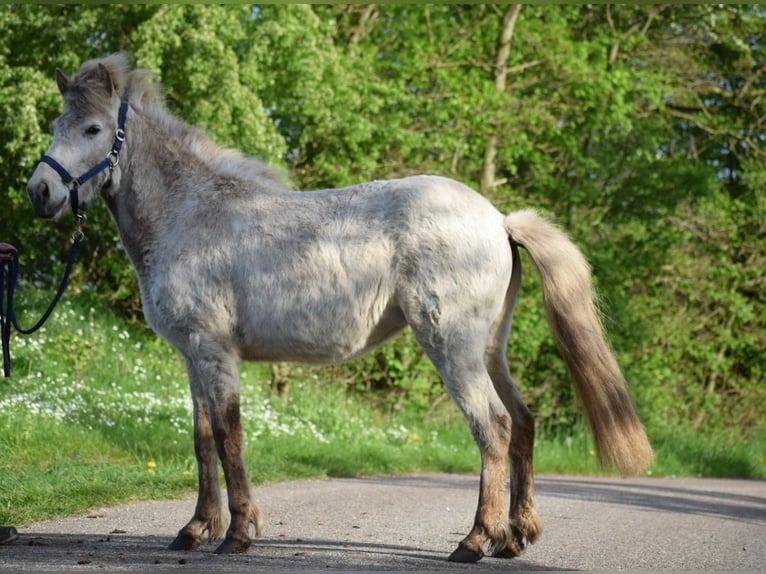 Kuc islandzki Klacz 3 lat 139 cm in Blunk