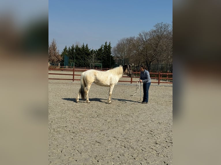 Kuc islandzki Mix Klacz 3 lat 140 cm Srokata in Győrújbarát