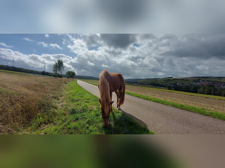 Kuc islandzki Klacz 3 lat 150 cm Kasztanowata in Zerf
